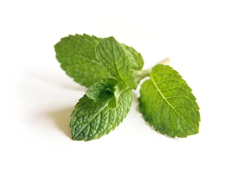 A small sprig of mint leaves